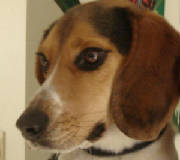 webassets/bingohead.JPG