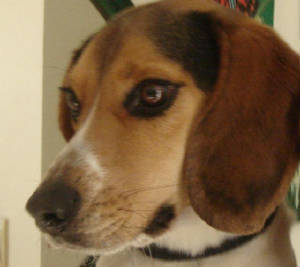 webassets/bingohead.JPG